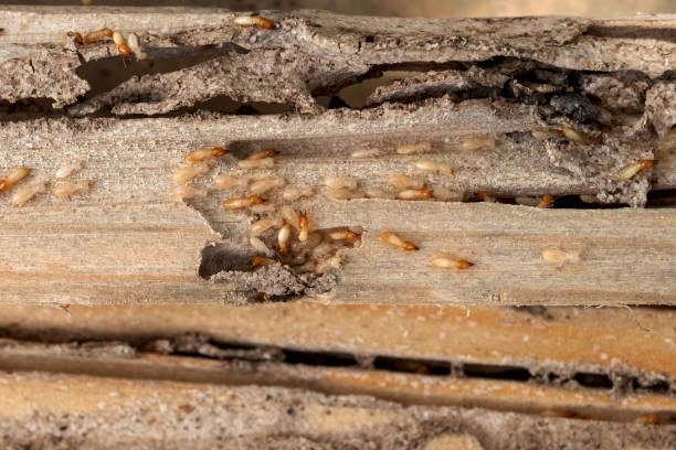 Best Local Pest Control Services  in Gregory, SD