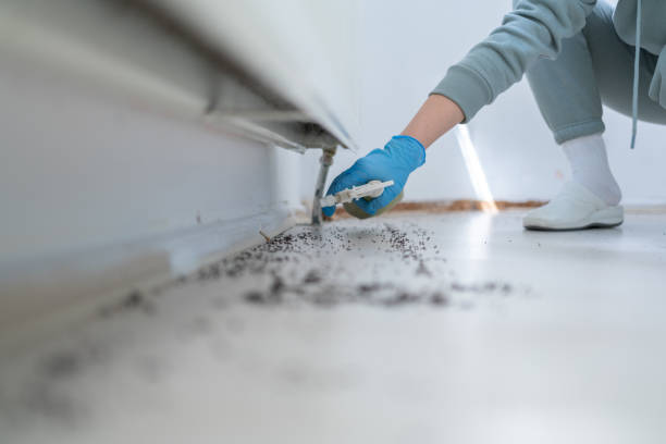 Best Wasp Removal Services  in Gregory, SD